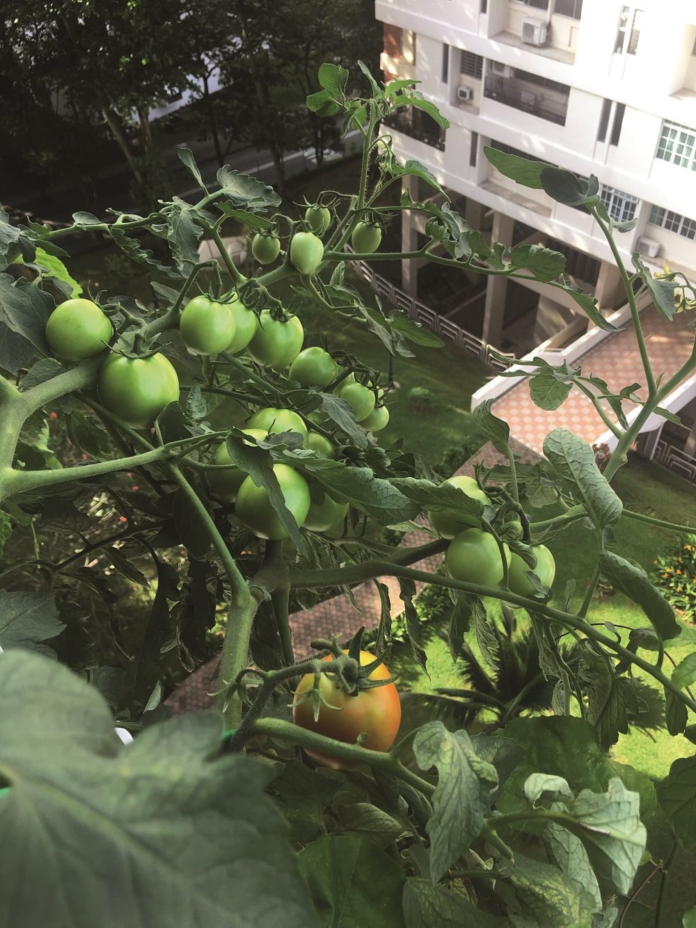 Growing tomatoes at HDB